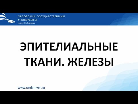 Эпителиальные ткани. Железы. Гистологические препараты