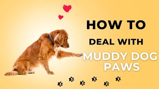 5 Ways How to Deal with Muddy Dog Paws by Animal Kingdom 96 views 8 months ago 2 minutes, 34 seconds
