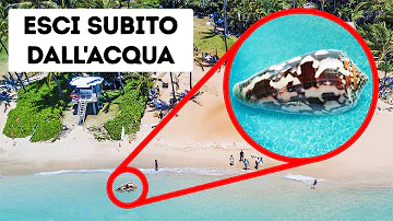 Cosa succede se alla lumaca si rompe il guscio?