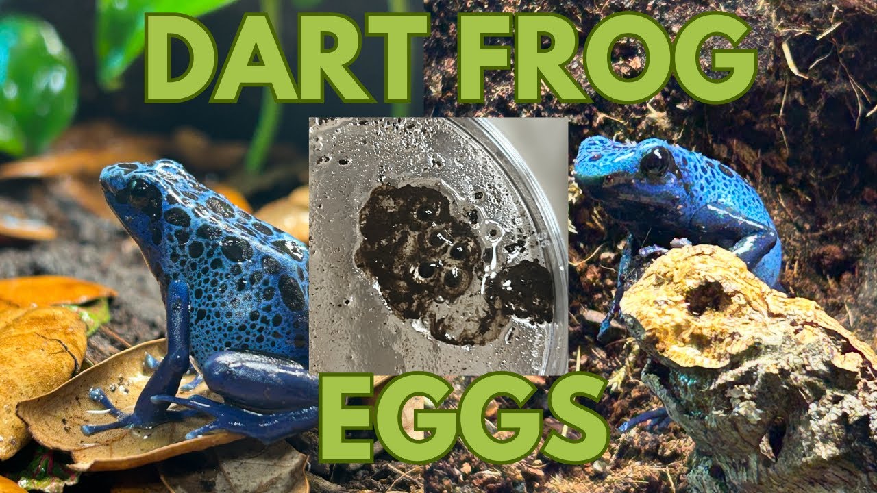 how-i-care-for-dart-frog-eggs-dendrobates-tinctorius-azureus-youtube
