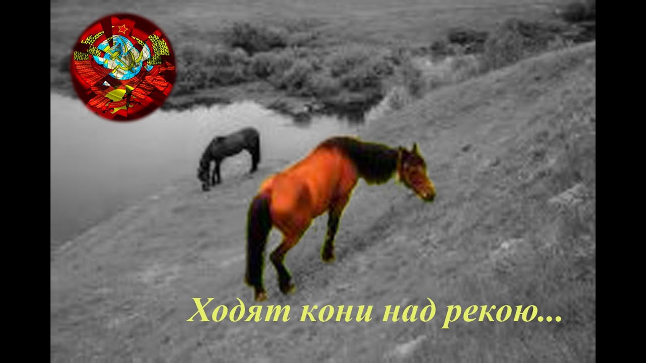Песня конь версия коня. Ходят кони над рекою ищут кони. Песня ходят кони над рекою. Ходят кони над рекою Бумбараш.