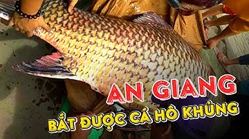 Ngư dân An Giang bắt được cá hô khủng nặng trên 110kg