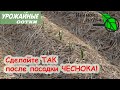 ВАЖНЕЕ МУЛЬЧИ И ПОДКОРМКИ! УЖЕ ПОСАДИЛИ ЧЕСНОК? НЕ ЗАБУДЬТЕ СДЕЛАТЬ ЭТО!