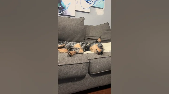 His dog loves the Taylor Swift Eras Tour film 😂 #shorts #taylorswift