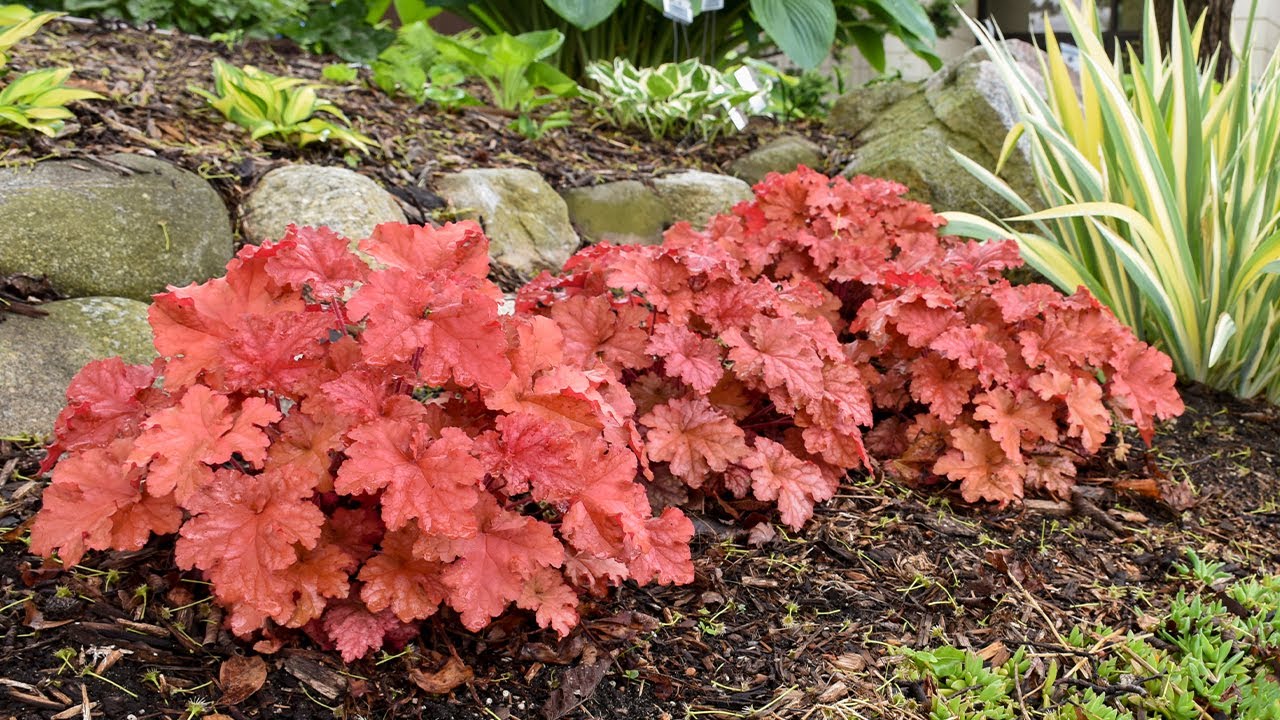 Series Of The Week November 18-24: Primo® & Dolce® Heuchera (25% Off)