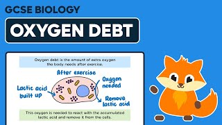 Oxygen Debt & the Liver - GCSE Biology