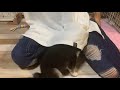 【豆柴】妹の服の中に入って戯れる子犬【しっかり男の子でした】A puppy hiding in her sister's clothes