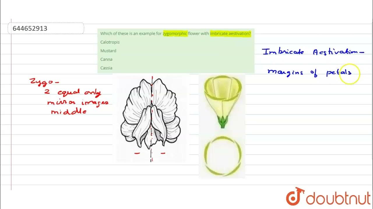 Which of these is an example for zygomorphic flower with imbricate