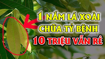 1 Nắm Lá Xoài Làm Theo Cách Này Chữa Cả Đống Bệnh Mà Ít Người Biết, Biết Sớm Để Sống Thọ