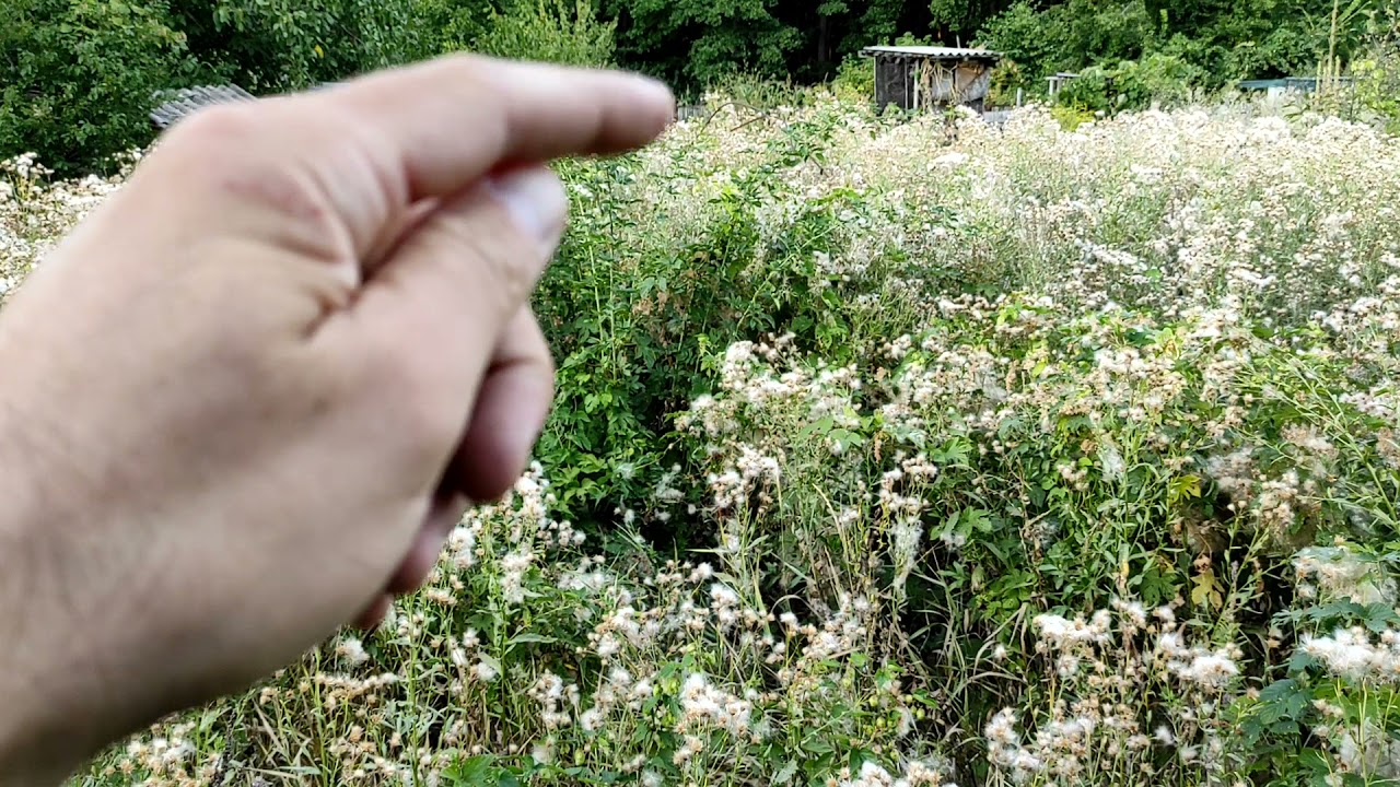 Если не убирать бурьян. Сорняк на огороде - YouTube