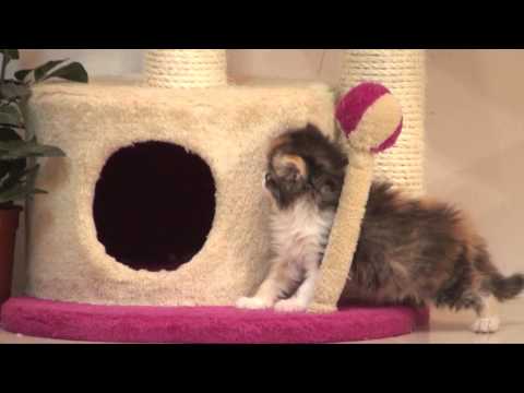 فوفو ساندو هولاند للبيع