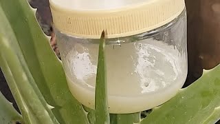 अब इस गर्मी में साफ़, चमकदार, युवा दिखने वाली त्वचा पाएं l  Aloe vera gel se 💯 percent 😍