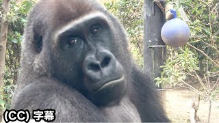 Son Gorilla avoids contact with his family. Gentaro. Those days increase a bit.｜Momotaro family