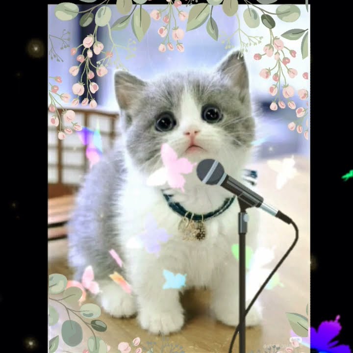 Asmaul Husna merdu... versi 'Kucing Lucu'