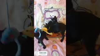 Bomambero - bombay kittens - Litter C - 2022.08.25 by Bomambero Bombay cats 648 views 1 year ago 1 minute, 18 seconds