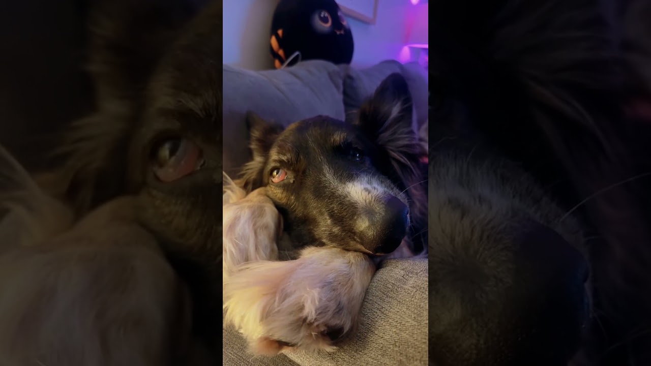 Best Boy Brodie YouTube