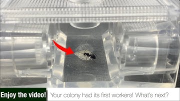 7 tips on what to do when your colony has it’s first workers