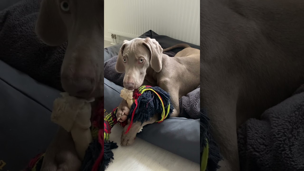 Cutest weimaraner in a world ❤️ 