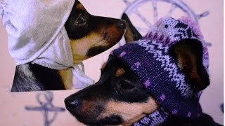 Одежда для собак своими руками! Вязаная одежда для собак! Шапка для собак! Одежда для собак своими руками! Вязаная одежда для собак! Шапка для собак!