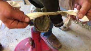 Early warning signs for hoof health with Lee Olsen Professional Farrier