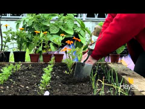 Vídeo: Marigold Plant Companions - Obteniu informació sobre la plantació de Marigold Companion