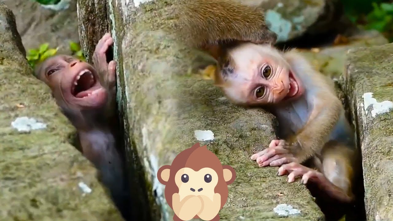 Little Lucy fell into the rock, the mother monkey ignored it and didn't care about it