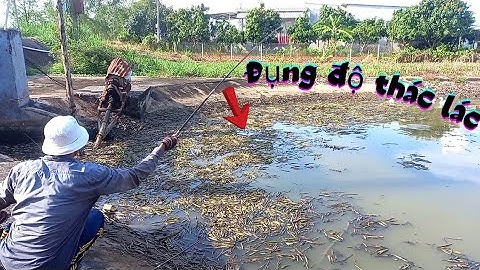 Câu Cá Thác Lác Không Ngờ Gần Miệng Cống Chổ Đặt Máy Bơm Cá Thác Lác Quá Trời Bự Bự Không