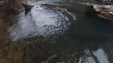 Bucket set for otters!