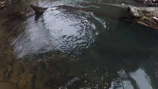 Download Lagu Bucket set for otters! MP3