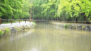 Overcome Insomnia With Rain Sounds From Long Stretching Pond! Best Rain Asmr For Deep Sleep
