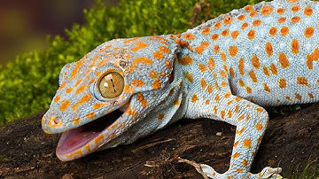 Âm Thanh Tắc Kè Gọi Bạn Tình - Tiếng Tắc Kè Kêu