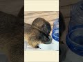 Heartwarming Marmot Family #marmot #animals #pets #shorts