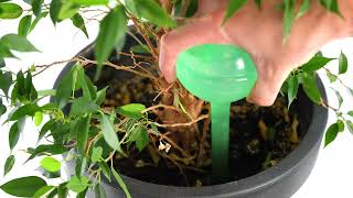 Automatic Plant Watering Green Globes Pack of 2 - GEEZY