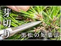 【短葉法】黒松盆栽の芽切り実践編【春日部大樹園 時田春信】
