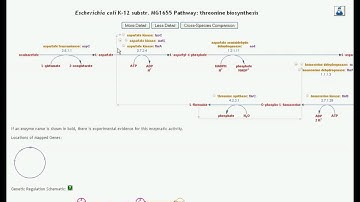 Intro to BioCyc 2009 - Pathways