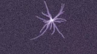 17 2 Dynamic Instability Of Microtubules