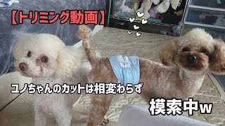 【トリミング動画】ユノちゃんのいつものカットを探し続けて１年､､､いまだ迷子w by INO.YUNOちゃんねる〜幸せな日常〜 421 views 1 month ago 6 minutes, 20 seconds