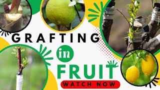 Grafting in fruit trees (BADING OF FRUIT TREES) #Grafting #bading  #fruits #mangoes #lemons