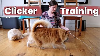 A clicker training with my Norwegian Forest cats! I teach them tricks | Vlog