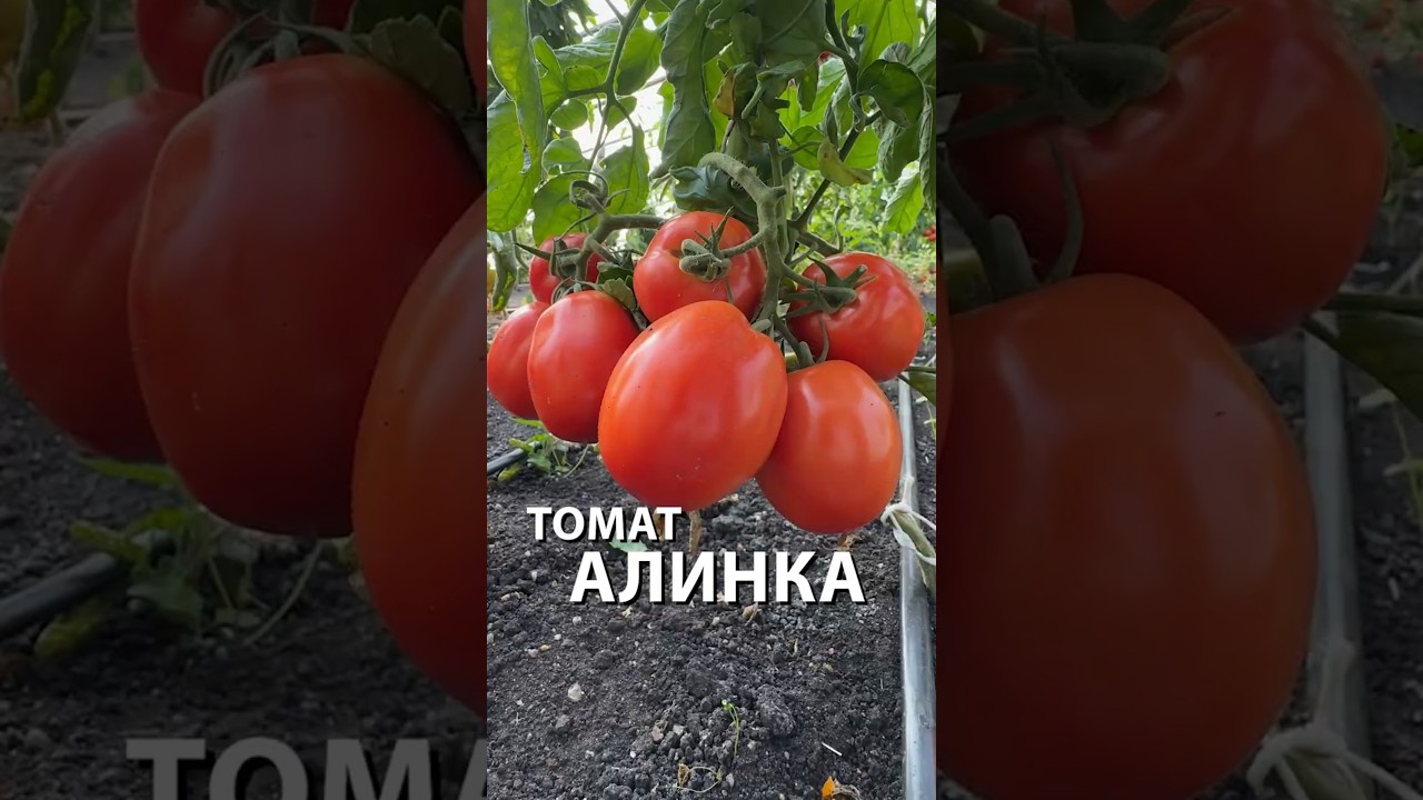 ЗАБУДЬТЕ ПРО ФИТОФТОРУ! Сорт томата, который спасёт ваш урожай в дожди и жару 