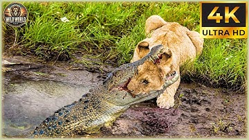 THE CROCODILE: Nature’s Most Ruthless Predator Unleashed! | Animal Documentary