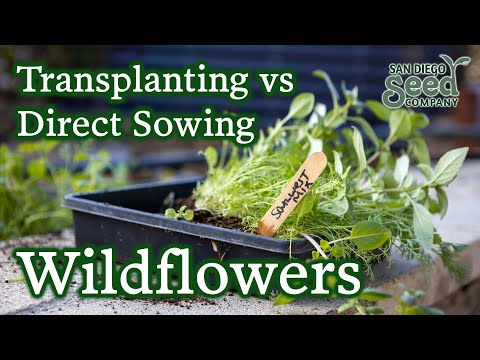 Video: Blomster er en gave fra naturen. Sådan transplanterer du blomster