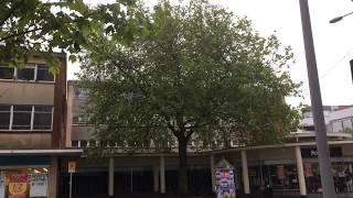 London Plane Plat Acerifolia - On Sidwell Street - June 2017
