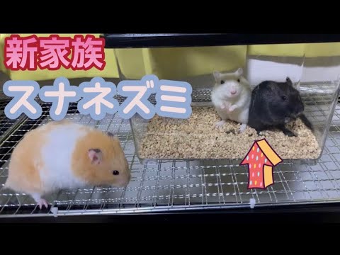 ジャービルの鉛中毒（プランビズム）とは？症状・原因から予防・治療法まで徹底解説