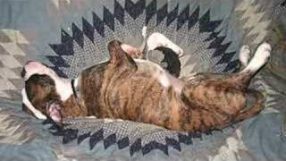 A Tribute To Murdoch