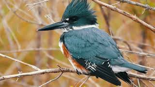 Female belted Kingfisher with sounds of nature (4K)