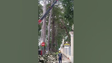 Công ty Công viên cây xanh TP. HCM ra quân cắt tỉa loạt cây cổ thụ ở trung tâm thành phố #cityview