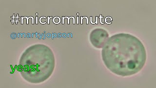 #microminute 36 yeast