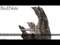 Common Potoo: Branch or Bird?