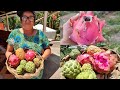 colhendo pitaya ,pinha e abacaxi no nosso pomar + descobrindo a cor da pitaya